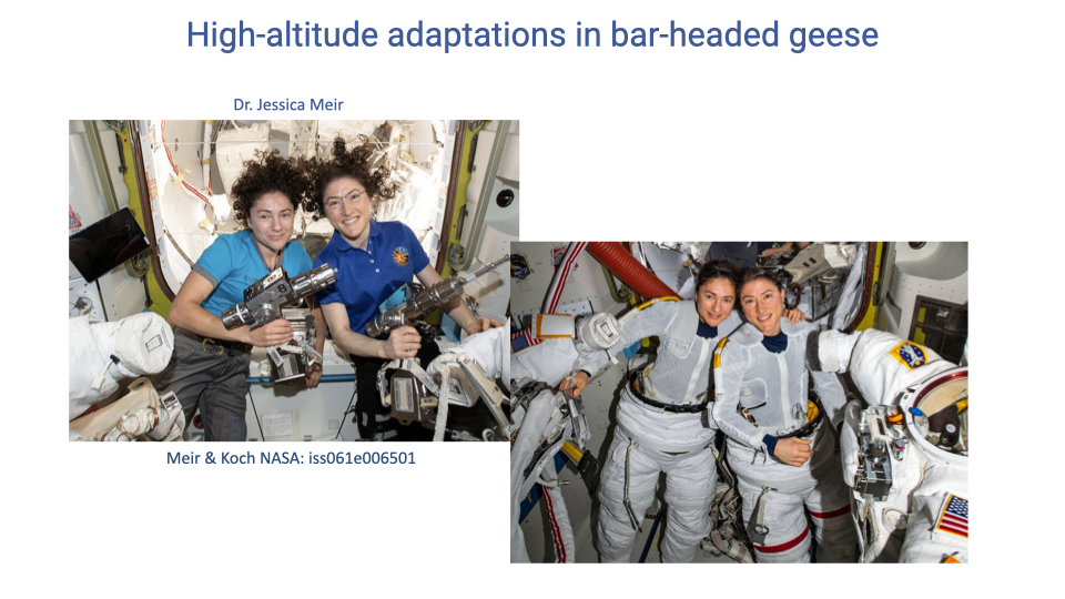 Slide titled "High-altitude adaptations in bar-headed geese" with two photographs: Dr. Jessica Meir floating inside the International Space Station alongside Dr. Christina Koch (first all-female spacewalk crew) on the left; and Meir and Koch in NASA spacesuits on the right. Caption credits: Meir & Koch, NASA #0a2b30620.