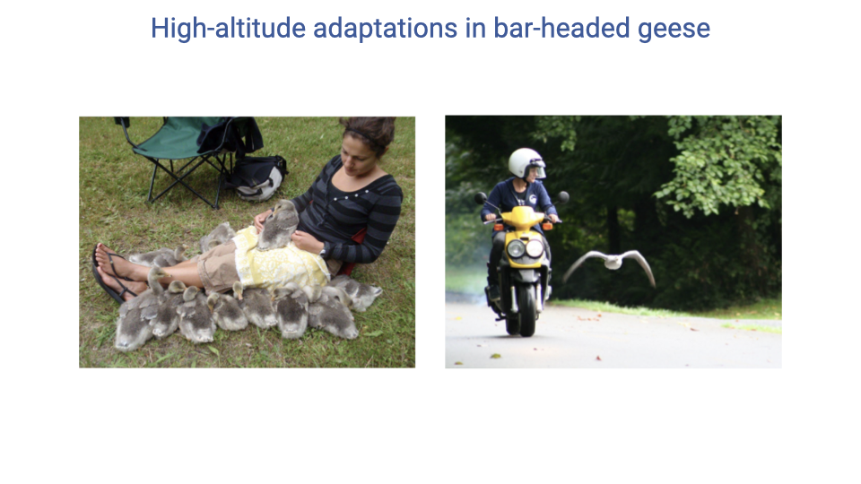 Slide titled "High-altitude adaptations in bar-headed geese" with two photos: on the left, Jessica Meir sitting on the grass surrounded by a group of gosling bar-headed geese that were hand-reared and imprinted on her; on the right, Meir riding a motor scooter with a young bar-headed goose flying alongside her, teaching the geese to fly.