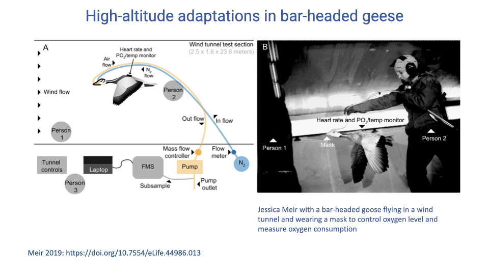 Slide titled "High-altitude adaptations in bar-headed geese" with two panels. Panel A on the left is a schematic of the University of British Columbia wind tunnel experimental setup showing air flow, the bird flying in the test section wearing a mask connected to a heart rate and PO2/temp monitor and a mass flow controller, with tunnel controls on the ground, a subsample line, and a pump metering outgoing flow. Panel B on the right is a still photograph of the actual experiment: a dark-colored bar-headed goose flying in the wind tunnel with its mask and tubing, person 1 on the left encouraging the bird to fly, and person 2 (Jessica Meir) on the right supporting the tubing so its weight does not drag on the flying bird. Citation: Meir 2019, https://doi.org/10.7554/eLife.44986.013.