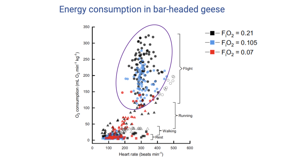 Slide titled "Energy consumption in bar-headed geese" with a scatter plot of oxygen consumption (mL O2 min^-1 kg^-1, y-axis) vs. heart rate (beats min^-1, x-axis). Symbols indicate behaviors — squares for rest, open triangles for walking, filled triangles for running, and circles for flight. Colors indicate fractional inspired O2: black = F_iO2 = 0.21 (normoxia), blue = F_iO2 = 0.105 (moderate hypoxia ~5,500 m), red = F_iO2 = 0.07 (severe hypoxia). A large purple oval encloses the cluster of flight data. Flight data show high and variable VO2 (up to ~300 mL O2 min^-1 kg^-1) at high heart rates (250–450 bpm). Lowest flight VO2 values overlap across the three oxygen levels. Open circles in the running cluster come from a previously published dataset.