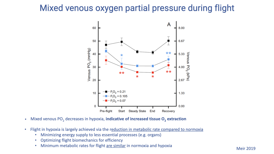 Slide titled "Mixed venous oxygen partial pressure during flight" with a line plot of venous PO2 (mmHg on left axis, kPa on right axis) vs. time point: pre-flight, start, steady state, end, recovery. Three curves correspond to F_iO2 = 0.21 (black, normoxia, venous PO2 ≈ 42–50 mmHg), F_iO2 = 0.105 (blue, moderate hypoxia, ≈ 30–36 mmHg), and F_iO2 = 0.07 (red, severe hypoxia, ≈ 25–35 mmHg). Asterisks mark statistically significant differences at specific time points. Bullet points: mixed venous PO2 decreases in hypoxia, indicative of increased tissue O2 extraction; flight in hypoxia is largely achieved via the reduction in metabolic rate compared to normoxia, including minimizing energy supply to less essential processes (e.g. organs), optimizing flight biomechanics for efficiency, and similar minimum metabolic rates for flight in normoxia and hypoxia. Citation: Meir 2019.