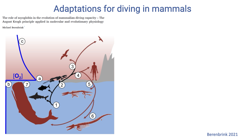Slide titled "Adaptations for diving in mammals" featuring a cartoon evolutionary scene by Berenbrink (2021) titled "The role of myoglobin in the evolution of mammalian diving capacity – The August Krogh principle applied in molecular and evolutionary physiology." The illustration shows the air–water interface with multiple diving lineages: a sperm whale (1), various cetaceans (2), a seal (3), a human breath-hold diver (4), an otter (5), a sea cow (6), a beaver (7), and a bird (a). Numbered arrows trace independent evolutionary transitions from terrestrial to aquatic lifestyles. Citation: Berenbrink 2021.