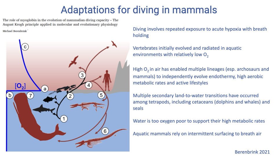 Slide titled "Adaptations for diving in mammals" with the Berenbrink cartoon and a bullet list summary: diving involves repeated exposure to acute hypoxia with breath holding; vertebrates initially evolved and radiated in aquatic environments with relatively low O2; high O2 in air has enabled multiple lineages of land-living tetrapods to independently evolve high metabolic rates (endothermy, high aerobic scope); multiple secondary land-to-water transitions have occurred among endothermic vertebrates (whales, seals, etc.); water is too oxygen-poor to support the high metabolic rates of these endotherms, so all return to the surface to breathe air; aquatic mammals rely on intermittent surfacing to breathe air. Citation: Berenbrink 2021.