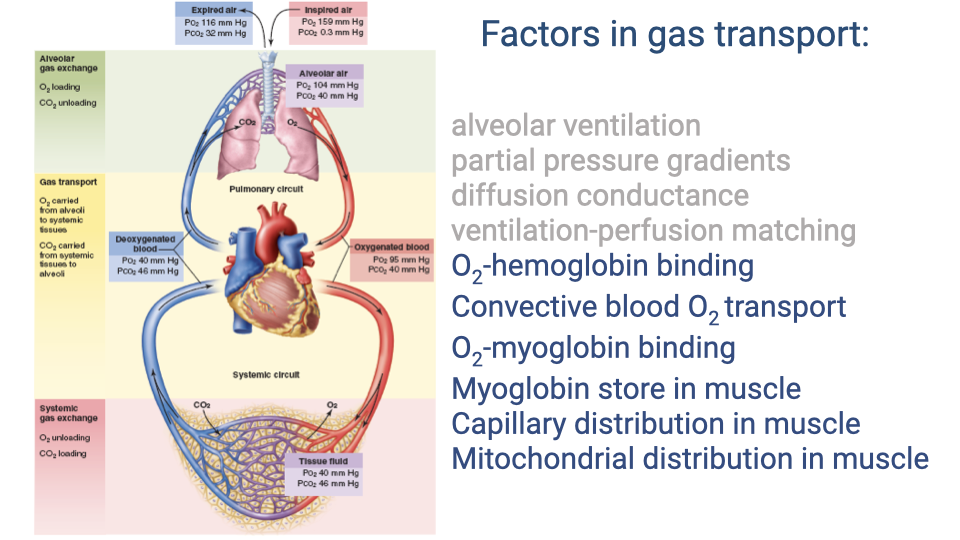 Slide titled "Factors in gas transport" showing a labeled diagram of the cardiopulmonary circuit (lungs, heart, vasculature) and a list of factors: alveolar ventilation, partial pressure gradients, diffusion conductance, ventilation-perfusion matching, O2-hemoglobin binding, convective blood O2 transport, O2-myoglobin binding, myoglobin store in muscle, capillary distribution in muscle, mitochondrial distribution in muscle.