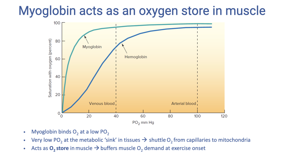 Slide titled "Myoglobin acts as an oxygen store in muscle" with two oxygen dissociation curves on the same axes: hemoglobin (sigmoid curve, right-shifted) and myoglobin (hyperbolic, leftward-shifted, near-saturation at low PO2). Bullet points: myoglobin binds O2 at low PO2; very low PO2 at the metabolic sink in tissues → shuttles O2 from capillaries to mitochondria; acts as O2 store in muscle → buffers muscle O2 demand at exercise onset.