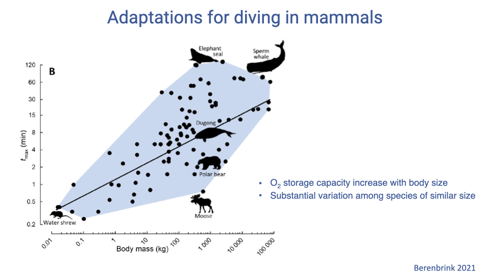Slide titled "Adaptations for diving in mammals" with a scatter plot of body mass (log scale, kg) on the x-axis versus maximum dive duration (t_max, log scale, minutes) on the y-axis. Data points span many mammal species from water shrew (~0.01 kg, 0.2 min) through polar bear, dugong, elephant seal, and sperm whale (up to 100,000 kg, ~120 min). A regression line shows a positive relationship: larger body mass correlates with longer dive duration, but specialized divers (elephant seal, sperm whale) fall well above the trend. Two bullet points: O2 storage capacity increases with body size; substantial variation among species of similar size. Citation: Berenbrink 2021.