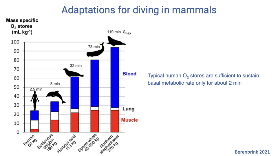 Slide titled "Adaptations for diving in mammals" with a bar chart of mass-specific O2 stores (mL per kg, 0–100) for human (50 kg, 2.5 min), bottlenose dolphin (189 kg, 8 min), harbor seal (113 kg, 32 min), sperm whale (45,000 kg, 73 min), and northern elephant seal (370 kg, 119 min). Each bar is divided into three colored sections: blood (blue), lung (white), and muscle (red). Compared with humans, specialized divers store much more O2 in blood and muscle and proportionally less in the lungs. Annotation: typical human O2 stores are sufficient to sustain basal metabolic rate for only about 2 minutes. Citation: Berenbrink 2021.