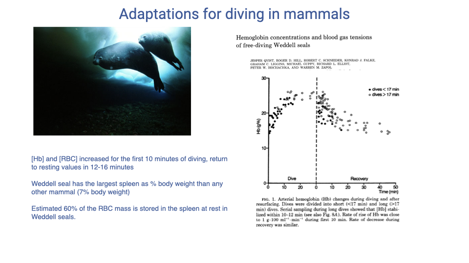 Slide titled "Adaptations for diving in mammals" with the Qvist et al. journal article titled "Hemoglobin concentrations and blood gas tensions of free-diving Weddell seals" on the right, featuring Figure 1 — a plot of hematocrit/Hb content vs. time during dive and recovery for short (<17 min) and long (>17 min) dives in a 350-kg Weddell seal. [Hb] rises sharply for the first ~10 minutes of diving and then returns to baseline within 12–16 minutes after surfacing. A photo of a Weddell seal underwater is on the left. Bullet points: [Hb] and [RBC] increased for the first 10 minutes of diving, return to resting values in 12–16 minutes; Weddell seal has the largest spleen as % body weight of any other mammal (7% body weight); estimated 60% of the RBC mass is stored in the spleen at rest in Weddell seals.