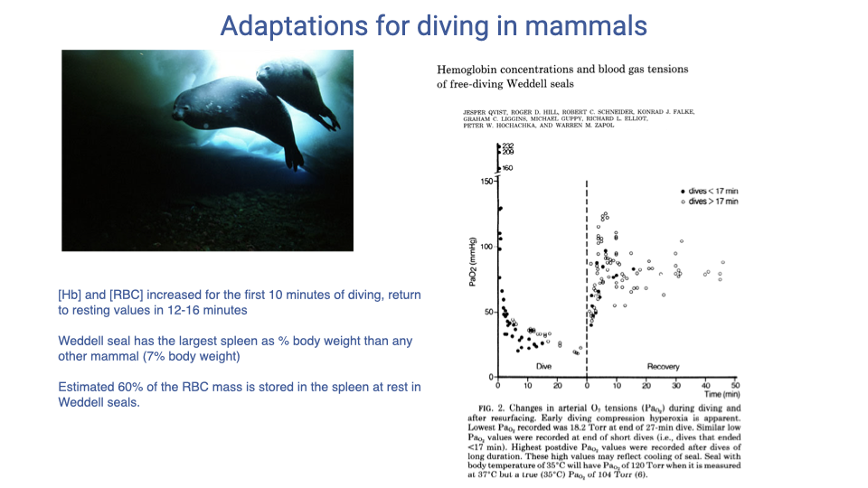 Slide titled "Adaptations for diving in mammals" with the Qvist et al. article header "Hemoglobin concentrations and blood gas tensions of free-diving Weddell seals" and Figure 2 — a plot of arterial PaO2 (mmHg, y-axis) vs. time during dive and recovery, with points coded by short (<17 min, circles) and long (>17 min, triangles) dives. Arterial PaO2 falls steeply during the dive from near-normal surface values to low values at the end of the dive, then rises sharply upon recovery. A caption summarizes key findings about severe arterial hypoxemia during long dives (PaO2 falling as low as ~20 mmHg) and a recovery pattern where PaO2 overshoots resting values before returning to baseline. A photo of a Weddell seal underwater is on the left.