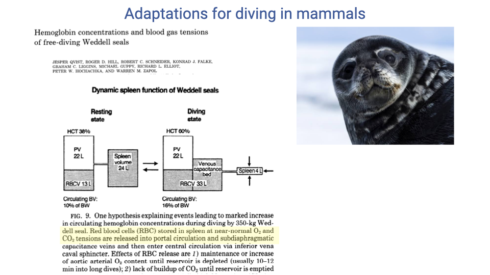 Slide titled "Adaptations for diving in mammals" with text on hemoglobin concentrations and blood gas reserves in free-diving Weddell seals. A schematic diagram labeled "Dynamic spleen function of Weddell seals" shows the spleen at rest (HCT = 38%, spleen volume 24 L, packed cell volume 22 L, circulating blood volume 131 L or 10% of body volume) with RBC stored in the spleen, and the spleen in the diving state (HCT = 60%, spleen small, venous capacitance increased, circulating blood volume 33 L or 30% of body volume) with RBCs released into the circulation. Accompanying text explains: one hypothesis for marked increases in circulating hemoglobin during diving — red blood cells stored in the spleen at near-normal O2 and CO2 tensions are released into portal circulation and subdiaphragmatic capacitance veins; effects include maintenance or increase of aortic arterial O2 content until reservoir is depleted; potential build-up of CO2 until reservoir is emptied; a photo of a Weddell seal head is on the right.