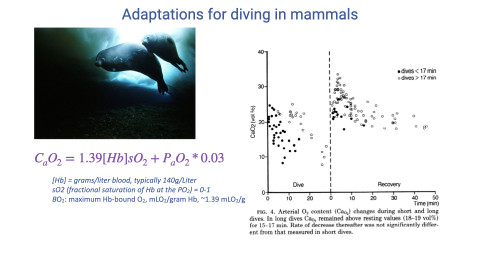 Slide titled "Adaptations for diving in mammals" featuring the equation $C_aO_2 = 1.39 \cdot [Hb] \cdot s_{O_2} + P_aO_2 \cdot 0.03$, with a definition list: 1.39 = grams O2 bound per gram Hb at full saturation; sO2 = fractional saturation of Hb with O2; PaO2 = partial pressure of O2 in arterial blood; 0.03 = solubility of O2 in blood. A photo of a free-diving seal is at left, and a scatter plot at right shows arterial oxygen content vs. dive depth or time across species.