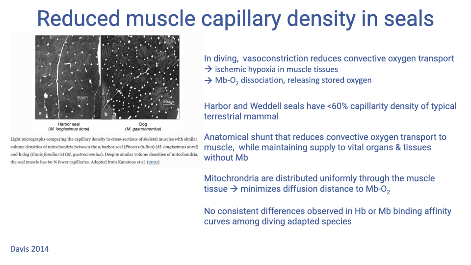 Slide titled "Reduced muscle capillary density in seals" with two histology micrographs comparing skeletal muscle cross-sections from a harbor seal (Phoca vitulina, with fewer capillaries and larger muscle fibers) and a dog (Canis familiaris, with more capillaries and denser mitochondria at fiber boundaries). Bullet points: in diving, vasoconstriction reduces convective oxygen transport → ischemic hypoxia in muscle tissues → Mb-O2 dissociation, releasing stored oxygen; harbor and Weddell seals have <60% capillary density of typical terrestrial mammals; anatomical shunt that reduces convective oxygen transport to muscle while maintaining supply to vital organs and tissues without myoglobin; mitochondria are distributed uniformly through the muscle tissue, minimizing diffusion distance to Mb-O2; no consistent differences observed in Hb or Mb binding affinity curves among diving-adapted species. Citation: Davis 2014.