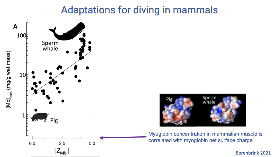 Slide titled "Adaptations for diving in mammals" with a scatter plot of maximum muscle myoglobin concentration (Mb max, mg per g wet mass, log scale) versus myoglobin net surface charge magnitude ZMb (0 to 5) for a broad sample of mammals. Diving specialists (sperm whale at upper right) are highlighted along the trend, while terrestrial mammals (pig at lower left) fall at lower Mb and lower ZMb. A small molecular structure inset shows myoglobin surface electrostatic potential for pig versus sperm whale with red (negative) and blue (positive) surface coloring — sperm whale Mb is more uniformly blue, indicating higher net positive charge. Caption: myoglobin concentration in mammalian muscle is correlated with myoglobin net surface charge. Citation: Berenbrink 2021.