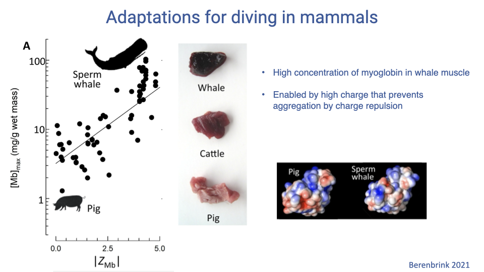 Slide titled "Adaptations for diving in mammals" with the same Z_Mb scatter plot from the previous slide and additional bullet points: high concentration of myoglobin in whale muscle; enabled by high charge that prevents aggregation by charge repulsion. Photos compare meat color in pig (pale pink), cattle (medium red), and whale (deep brown-red) muscle — whale muscle is much darker red, reflecting higher myoglobin content. Pig and sperm whale Mb surface electrostatic structure is shown again.