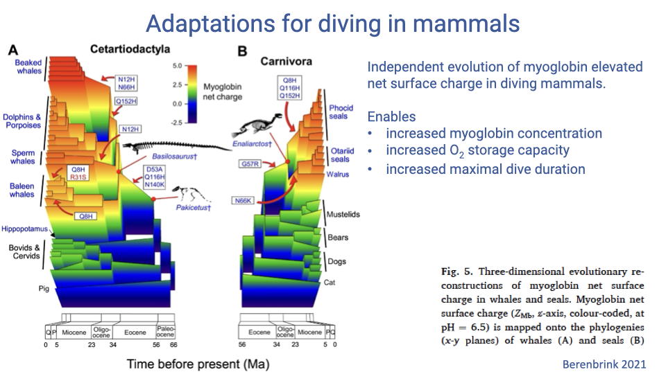 Slide titled "Adaptations for diving in mammals" with two three-dimensional phylogenetic reconstructions from Berenbrink 2021 Figure 5, one for Cetartiodactyla (whales + even-toed ungulates) and one for Carnivora (including seals). Each tree plots lineages through time (Ma), with branch color encoding reconstructed myoglobin net surface charge at pH 6.5 — warm colors (red/orange) for high Z_Mb and cool colors (blue) for low Z_Mb. Phocid seals, otariid seals, baleen whales, sperm whales, dolphins and porpoises all show elevated Z_Mb (red branches), while cattle, pigs, dogs, cats, and bears show low Z_Mb (blue branches). Independent origins of high Z_Mb appear in each diving lineage. Bullet points: independent evolution of myoglobin elevated net surface charge in diving mammals; enables increased myoglobin concentration, increased O2 storage capacity, and increased maximal dive duration.
