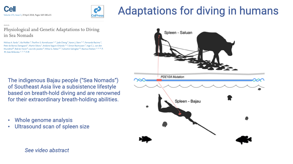 Slide titled "Adaptations for diving in humans" with a journal article header "Physiological and Genetic Adaptations to Diving in Sea Nomads" from Cell (Ilardo et al. 2018). Illustrations on the right show a comparison between the Saluan farmer (above water, working with a water buffalo) and the Bajau diver (underwater, spear-fishing among fish), with a schematic of a DNA strand between them highlighting the PDE10A mutation. Bullet points: the indigenous Bajau people ("Sea Nomads") of Southeast Asia live a subsistence lifestyle based on breath-hold diving and are renowned for extraordinary breath-holding abilities; whole-genome analysis; ultrasound scan of spleen size; "see video abstract" note.