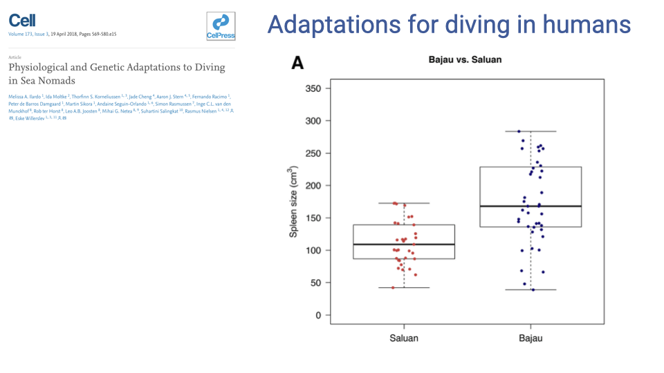 Slide titled "Adaptations for diving in humans" with a boxplot from the Ilardo et al. 2018 Cell study comparing spleen size (cm³, y-axis) in two populations: Saluan (left, red points, non-diving agricultural group) and Bajau (right, blue points, diving specialists). Saluan spleen size median is around 110 cm³ with a range of roughly 40–170 cm³; Bajau spleen size median is around 170 cm³ with a range of roughly 40–290 cm³. Distributions overlap but the Bajau distribution is shifted upward, with a wide distribution skewing to larger spleens.
