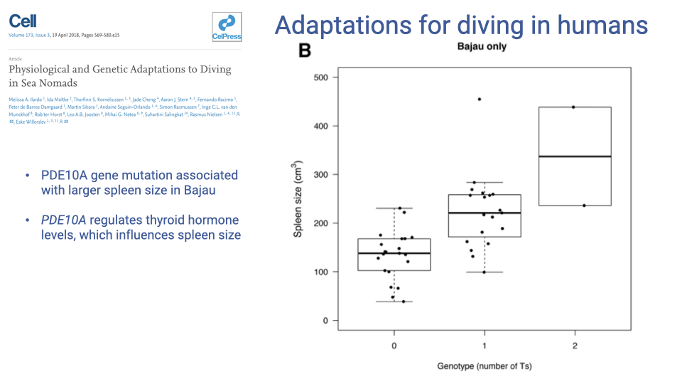 Slide titled "Adaptations for diving in humans" with a boxplot from the Ilardo et al. 2018 Cell study showing spleen size (cm³, y-axis) in Bajau individuals grouped by genotype at the PDE10A gene (number of T alleles: 0, 1, 2). Spleen size increases with the number of T alleles: median ~135 cm³ at genotype 0, ~220 cm³ at genotype 1, and the highest values (up to ~450 cm³) at genotype 2. Bullet points: PDE10A gene mutation associated with larger spleen size in Bajau; PDE10A regulates thyroid hormone levels, which influence spleen size.
