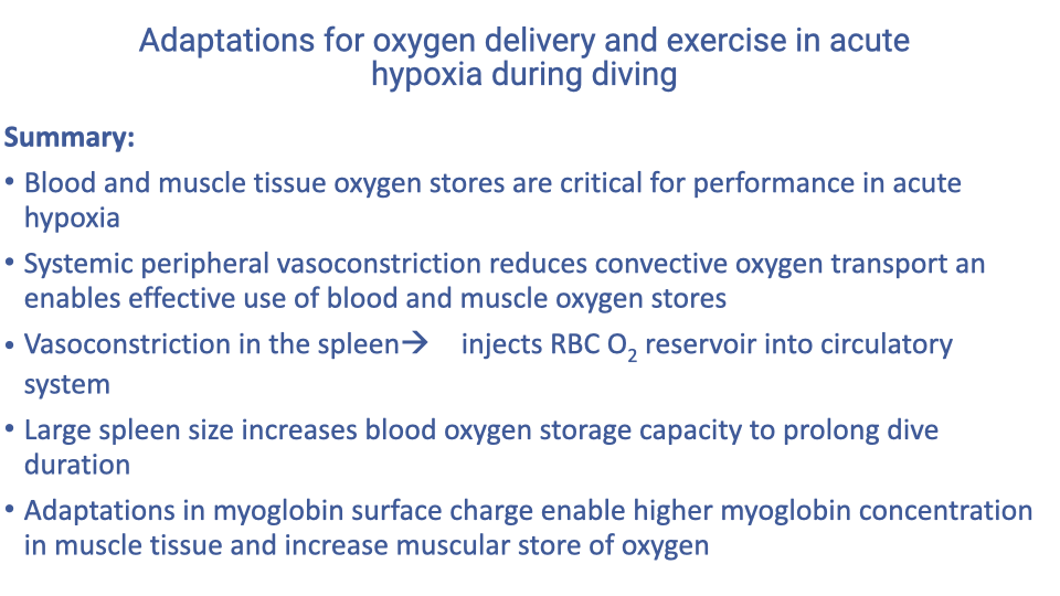 Summary text slide titled "Adaptations for oxygen delivery and exercise in acute hypoxia during diving" with bullet points: blood and muscle tissue oxygen stores are critical for performance in acute hypoxia; systemic peripheral vasoconstriction reduces convective oxygen transport at active muscle and enables effective use of blood and muscle oxygen stores; vasoconstriction in the spleen → injects RBC O2 reservoir into circulatory system; large spleen size increases blood oxygen storage capacity to prolong dive duration; adaptations in myoglobin surface charge enable higher amount of oxygen concentration in muscle tissue and increased muscular store of oxygen.