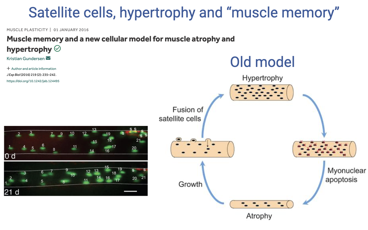 Slide titled "Satellite cells, hypertrophy and 'muscle memory'" with a journal-article header on the left from Muscle Plasticity 01 January 2016 by Kristian Gundersen — "Muscle memory and a new cellular model for muscle atrophy and hypertrophy" — and three small fluorescent micrographs labeled "0 d" and "21 d" showing labeled myonuclei at 0 days and 21 days. The right side shows a circular schematic labeled "Old model" with four states arranged as a cycle: Hypertrophy → Myonuclear apoptosis → Atrophy → Growth (via Fusion of satellite cells) → back to Hypertrophy. The interior of each muscle fiber is illustrated with rectangles containing dots representing myonuclei, with the dots disappearing (apoptosis) during atrophy and reappearing during regrowth.