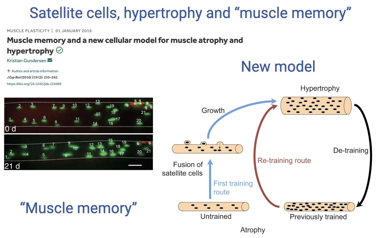 Slide titled "Satellite cells, hypertrophy and 'muscle memory'" with the same Gundersen 2016 article header on the left and the same fluorescent micrograph showing labeled myonuclei retained at 21 days. The right side now shows a different schematic labeled "New model" with four states: Untrained → (First training route) → Previously trained (which has more myonuclei) → De-training (with the muscle shrinking but retaining myonuclei) → and a "Re-training route" that goes from Previously trained directly to Hypertrophy — bypassing the slower satellite-cell fusion step. Caption at lower left: "Muscle memory."