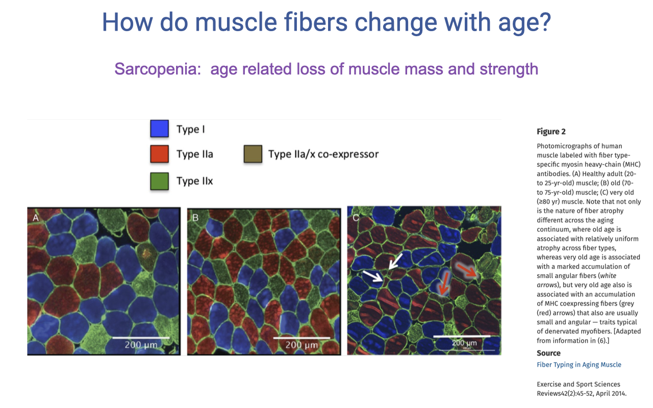 Slide titled "How do muscle fibers change with age?" with a subtitle "Sarcopenia: age related loss of muscle mass and strength." Three immunohistochemical muscle cross-sections are shown side by side, with fibers stained in colors corresponding to a legend: blue = Type I, red = Type IIa, green = Type IIx, yellow/orange = Type IIa/x co-expressor (hybrid fibers). The leftmost section shows mostly distinct red, blue, and green fibers; the middle section shows similar but with more yellow/orange hybrid co-expressors; the rightmost section shows further increase in co-expression and visible reduction in type II fiber size. Caption on the right (Figure 2): describes biopsies from human vastus lateralis from younger and older adults, with the older adults showing increased proportions of co-expressing fibers and reduced type II fiber size. Source citation: "Fiber Typing in Aging Muscle. Exercise and Sport Sciences Reviews, April 2016."
