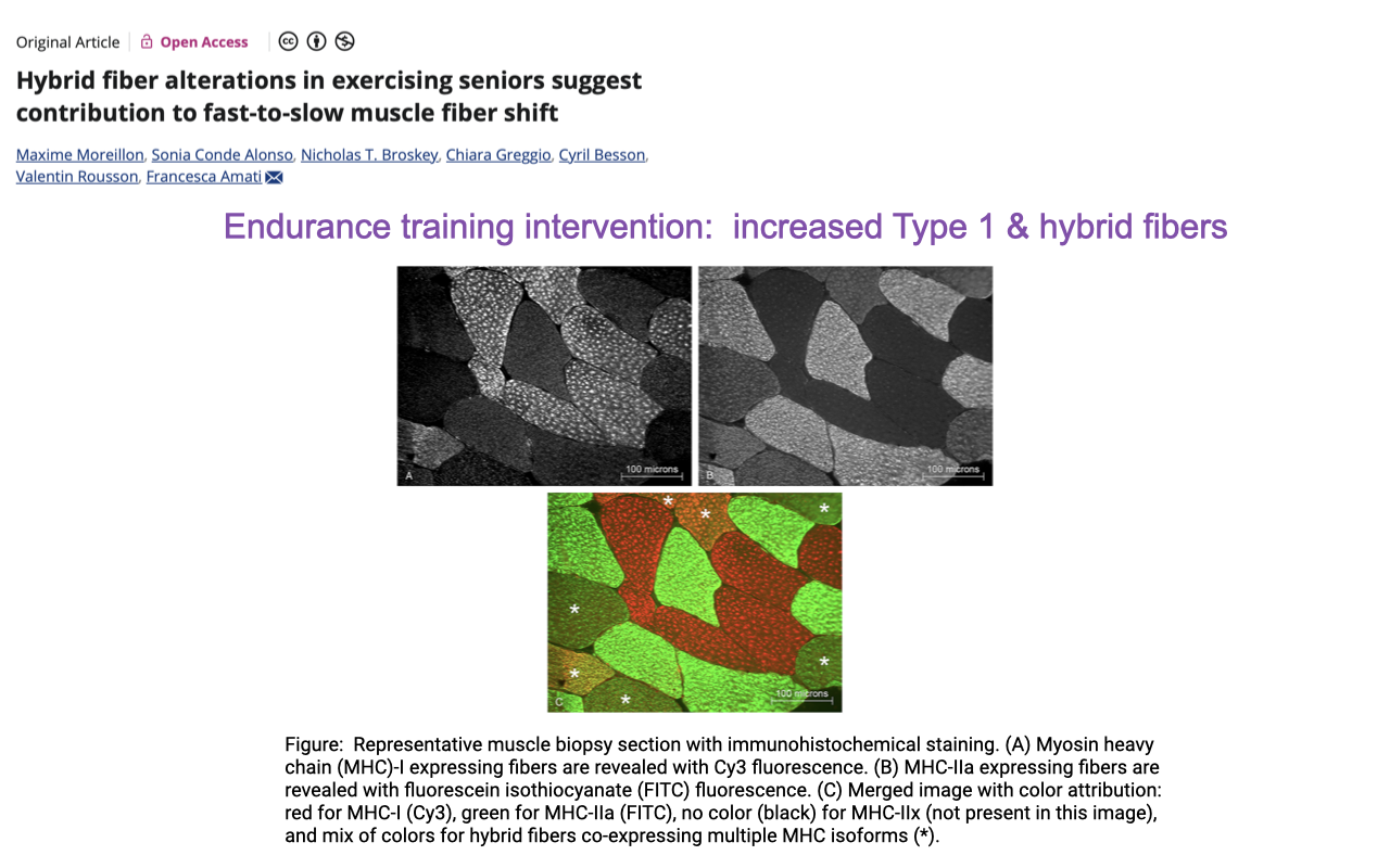 Slide titled "Hybrid fiber alterations in exercising seniors suggest contribution to fast-to-slow muscle fiber shift" with an article header by Maxime Mounier, Sonia Conde Alonso, Nicholas T. Bryden, Chiara Zoppi, Cyril Besson, Valentin Rousson, Francesca Amati. Below: representative muscle biopsy section images with immunohistochemical staining. Three colored fluorescent micrographs show different staining patterns: red, green, and a merged orange/yellow image. Figure caption: "Representative muscle biopsy section with immunohistochemical staining. (A) Myosin heavy chain (MHC)-I expressing fibers are revealed with Cy3 fluorescence; (B) MHC-IIa expressing fibers are revealed with FITC; (C) Merged image of color attribution: red for MHC-I (Cy3), green for MHC-IIa (FITC), no color (black) for MHC-IIx (not present in this image), and mix of colors for hybrid fibers co-expressing multiple MHC isoforms." Header in pink/red across the bottom: "Endurance training intervention: increased Type 1 & hybrid fibers."