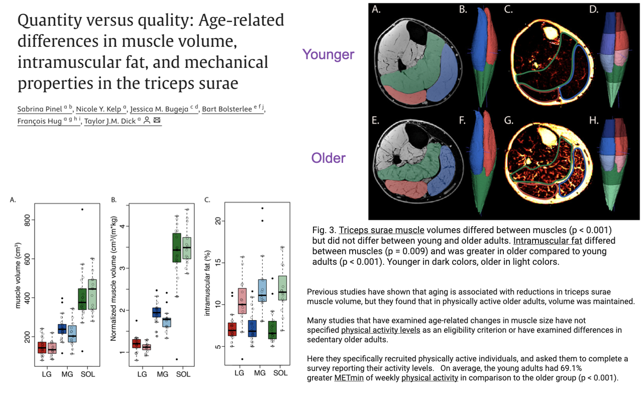 Slide titled "Quantity versus quality: Age-related differences in muscle volume, intramuscular fat, and mechanical properties in the triceps surae" with a citation by Sabrina Pinel et al., Ricardo J. Andre Maganaris, Walter Herzog. Right side: six MRI cross-sections of the lower leg at the level of the triceps surae arranged in a 2x3 grid labeled (A–F), with the top row "Younger" and the bottom row "Older" showing the calf muscles in cross-section. The older sections show visibly more bright (fat-infiltrated) regions interspersed with darker muscle. Left side: box-and-whisker plots of (A) muscle volume per body mass (cm³/kg, ~0–80) for LG (lateral gastrocnemius), MG (medial gastrocnemius), and SOL (soleus); and (B) intermuscular fat (% MV, 0–8) for the same muscles. Younger and older sedentary vs. active are compared. Caption "Fig 3. Triceps surae muscle volumes differed between muscles (p < 0.001) but did not differ between young and older adults. Intramuscular fat differed between muscles (p < 0.001) and was greater in older compared to young adults (p = 0.001). Younger in dark colors, older in light colors. Previous studies have shown that aging is associated with reductions in triceps surae muscle volume, but they found that in physically active older adults, volume was maintained. Many studies that have examined age-related changes in muscle size have not specified physical activity levels as an eligibility criterion or have examined differences in sedentary older adults. Here they specifically recruited physically active individuals, and asked them to complete a survey reporting their activity levels. On average, the young adults had 69.1% greater MET·hrs of weekly physical activity in comparison to the older adult group (p < 0.001)."