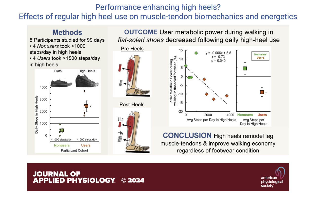 Slide titled "Performance enhancing high heels? Effects of regular high heel use on muscle-tendon biomechanics and energetics" with a Methods section on the left ("8 Participants studied for 99 days; 4 Avoiders took ~1000 steps/day in high heels; 4 Users took ~1500 steps/day in high heels"), photographs on the lower left of "Pre-Heels" and "Post-Heels" foot/ankle positions of a participant wearing the custom-built high-heeled and flat shoes, and a scatter plot on the right of net metabolic power during walking (3.0–5.0 W kg⁻¹) vs. average daily high-heel use (0–4500 steps/day). The plot shows declining metabolic power with greater daily high-heel use (r = 0.852, n = 8, p = 0.007). Conclusion box: "High heels remodel the muscle-tendons and improve walking economy, regardless of footwear condition." Source: Journal of Applied Physiology 2024.