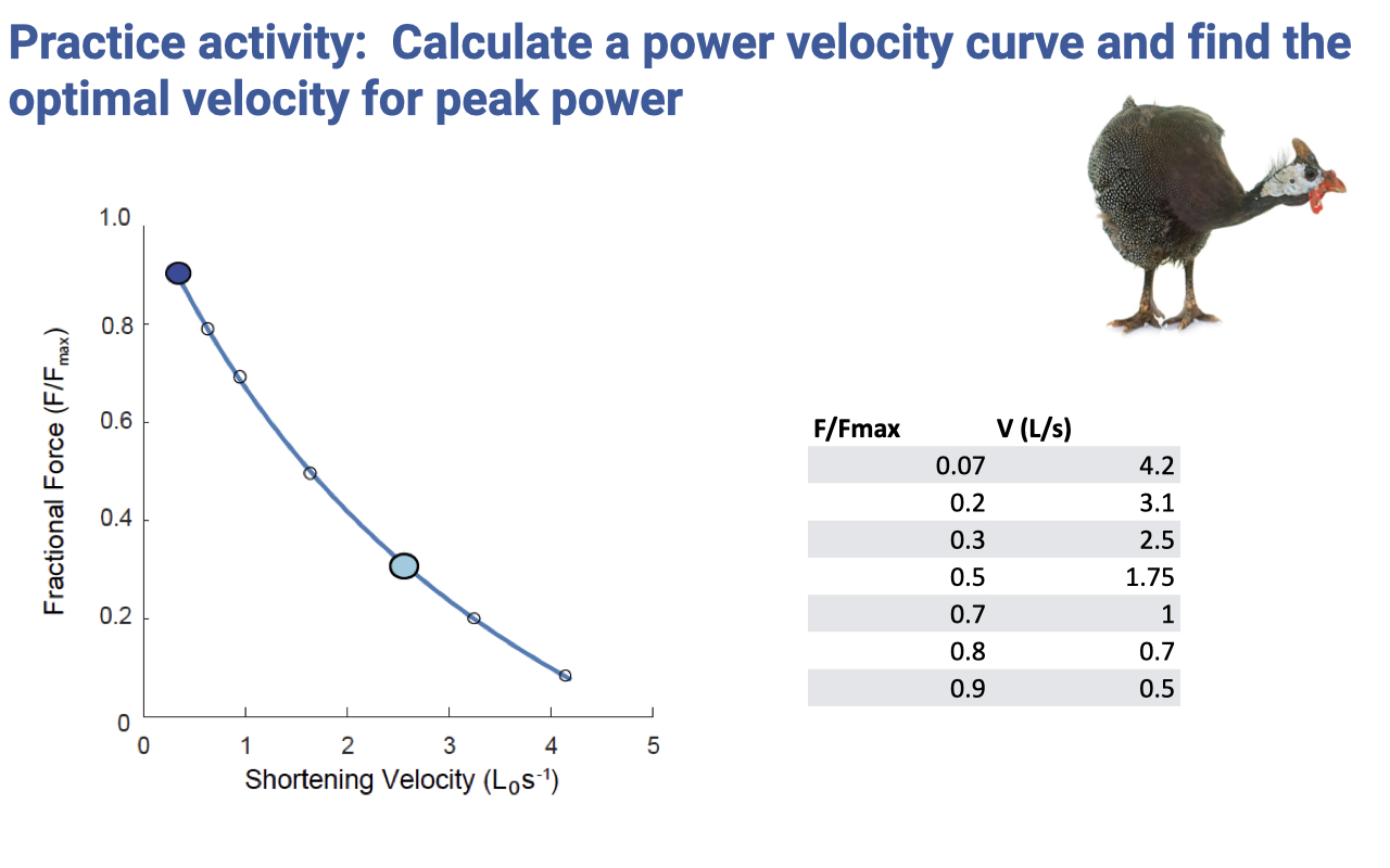 Slide titled "Practice activity: Calculate a power velocity curve and find the optimal velocity for peak power." Left: a force–velocity plot showing fractional force (F/F_max, 0–1.0) vs. shortening velocity (L₀ s⁻¹, 0–5), with a hyperbolic curve passing through points marked along the way; one large blue dot is highlighted near the upper-left (high force, low velocity), and one open circle is highlighted near the middle (intermediate force and velocity). Right: a table with two columns of input data — F/Fmax: 0.07, 0.2, 0.3, 0.5, 0.7, 0.8, 0.9; V (L/s): 4.2, 3.1, 2.5, 1.75, 1.0, 0.7, 0.5. A photograph of a guinea fowl in profile appears at upper right. Students are tasked with computing power = F × V at each row and identifying the optimum.