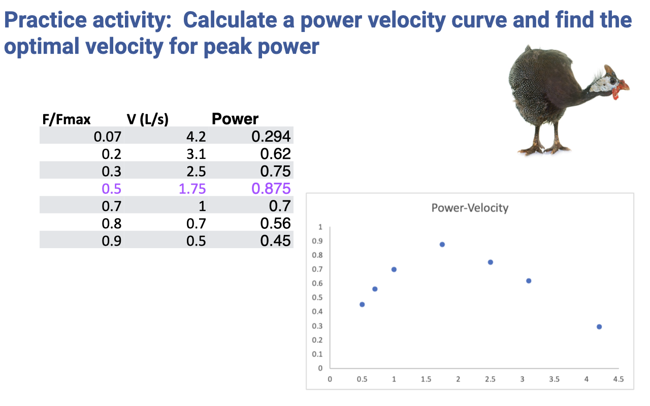 Slide titled "Practice activity: Calculate a power velocity curve and find the optimal velocity for peak power" — solution. Left: the same table with an added "Power" column populated: 0.07 × 4.2 = 0.294; 0.2 × 3.1 = 0.62; 0.3 × 2.5 = 0.75; 0.5 × 1.75 = 0.875 (highlighted in purple as the peak); 0.7 × 1.0 = 0.7; 0.8 × 0.7 = 0.56; 0.9 × 0.5 = 0.45. A photograph of a guinea fowl in profile appears at upper right. Right: a Power-Velocity scatter plot of Power (0–1) vs. velocity (0–4.5) showing the constructed curve rising from zero at V ≈ 0, peaking at ~0.875 at velocity ~1.75, and falling back toward zero at high velocities.