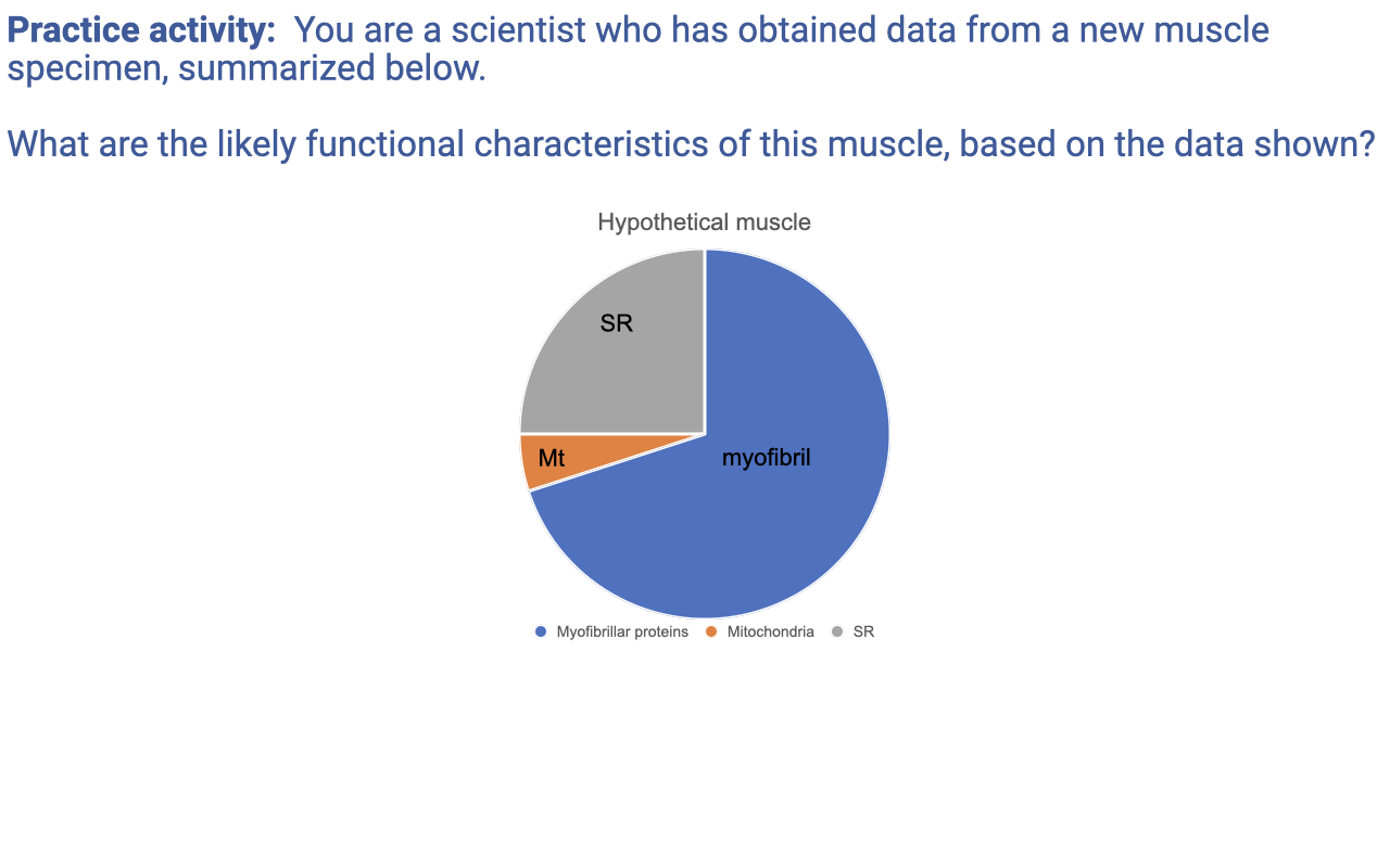 Slide titled "Practice activity: You are a scientist who has obtained data from a new muscle specimen, summarized below. What are the likely functional characteristics of this muscle, based on the data shown?" with a single pie chart labeled "Hypothetical muscle" showing three components: a large blue slice labeled "myofibril" (~70% of the pie), a small orange slice labeled "Mt" (~5% of the pie), and a moderate gray slice labeled "SR" (~25% of the pie). Legend below: Myofibrillar proteins (blue), Mitochondria (orange), SR (gray).