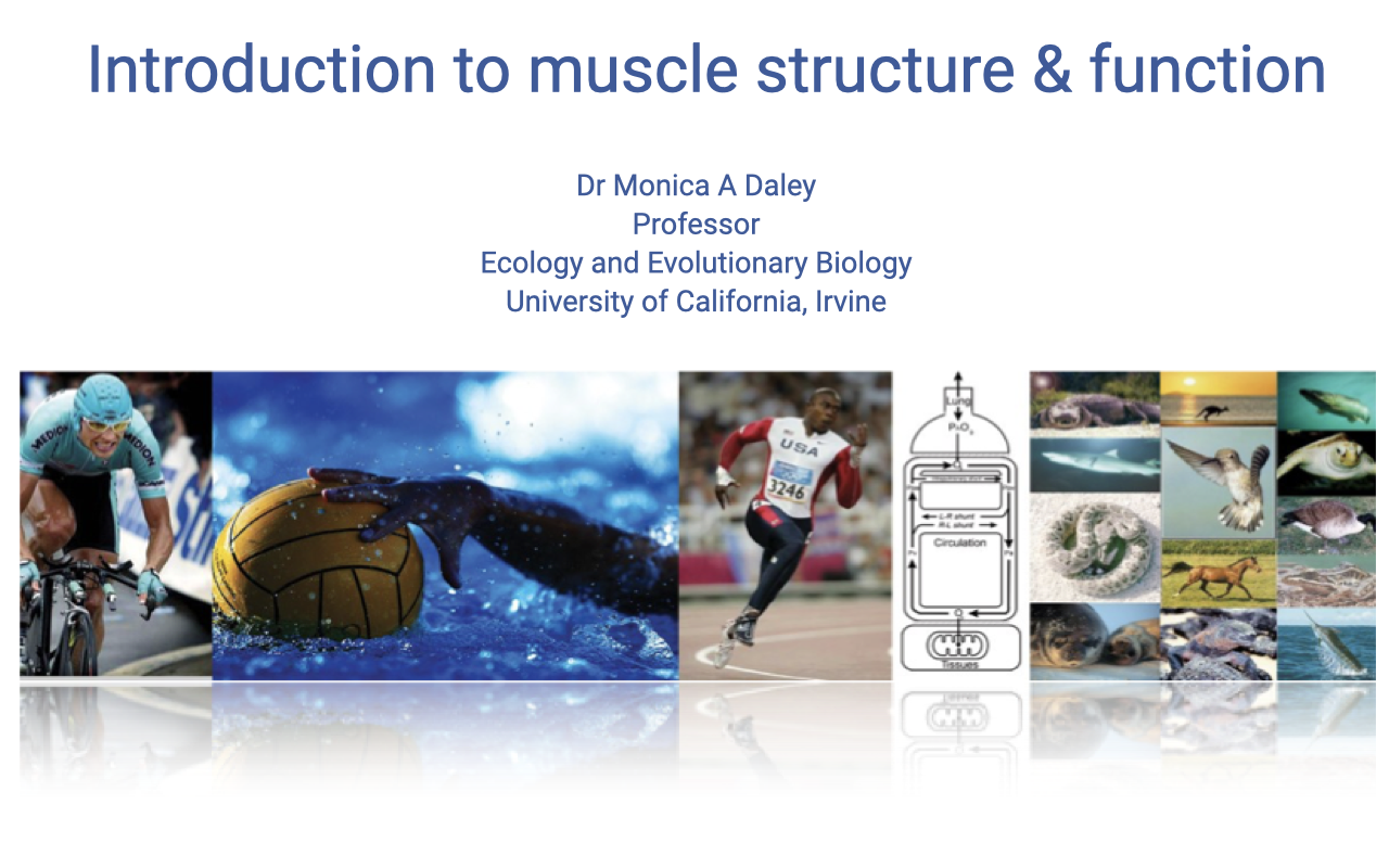Title slide for "Introduction to muscle structure & function" by Dr. Monica A. Daley, Professor, Ecology and Evolutionary Biology, University of California, Irvine. Background collage shows diverse animals and humans exercising: a cyclist, water polo ball, sea turtle, a rendered figure of a runner, fish, and other athletes.