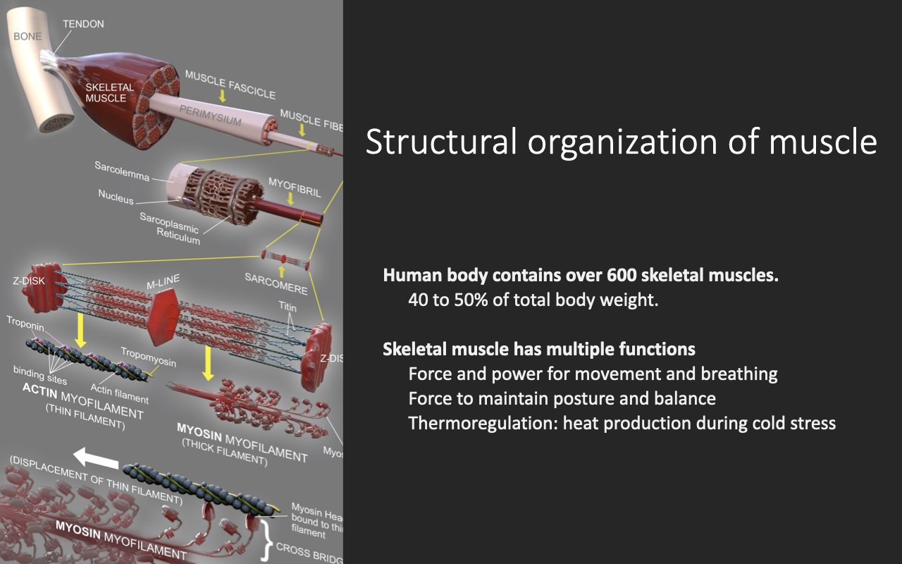 Slide titled "Structural organization of muscle" with a multi-level anatomical diagram on the left showing the hierarchical structure of skeletal muscle from whole muscle (with tendons) → muscle fascicles → individual muscle fibers → myofibrils → the actin and myosin contractile proteins arranged in sarcomeres. The right side lists key facts: human body contains over 600 skeletal muscles; 40 to 50% of total body weight; skeletal muscle has multiple functions — force and power for movement and breathing, force to maintain posture and balance, thermoregulation (heat production during cold stress).