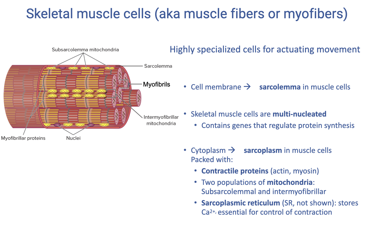 Slide titled "Skeletal muscle cells (aka muscle fibers or myofibers)" with an anatomical diagram of a skeletal muscle fiber showing labeled subsarcolemma mitochondria, sarcolemma (cell membrane), myofibrils, intermyofibrillar mitochondria, myofibrillar proteins, and nuclei distributed along the fiber. Text on the right notes: highly specialized cells for actuating movement; cell membrane → sarcolemma; skeletal muscle cells are multi-nucleated and contain genes that regulate protein synthesis; cytoplasm → sarcoplasm, packed with contractile proteins (actin, myosin), two populations of mitochondria (subsarcolemmal and intermyofibrillar), and sarcoplasmic reticulum (SR, not shown) which stores Ca²⁺ essential for control of contraction.