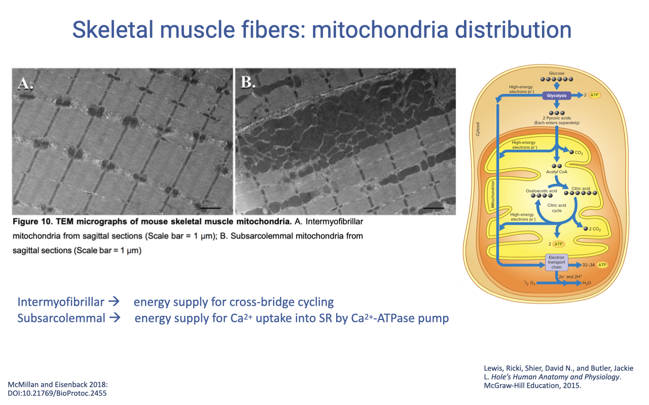 Slide titled "Skeletal muscle fibers: mitochondria distribution" with two panels of transmission electron micrographs (TEM) of mouse skeletal muscle. Panel A shows intermyofibrillar mitochondria distributed in arrays between the contractile filaments. Panel B shows the muscle cell membrane (sarcolemma) running across the field with a dense band of subsarcolemmal mitochondria packed just beneath the membrane. A schematic on the right summarizes: intermyofibrillar mitochondria → energy supply for cross-bridge cycling; subsarcolemmal mitochondria → energy supply for Ca²⁺ uptake into SR by Ca²⁺-ATPase pump.