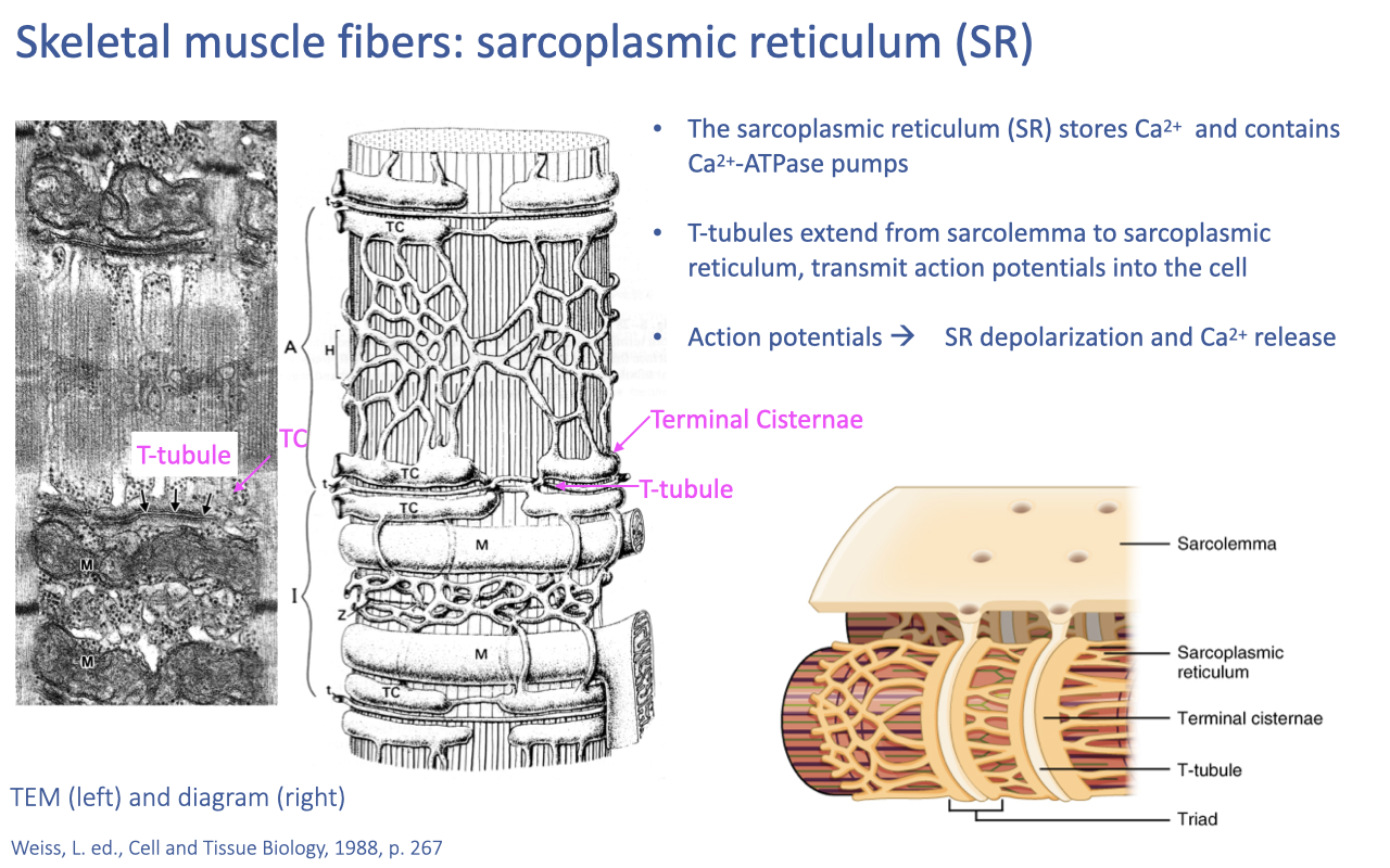 Slide titled "Skeletal muscle fibers: sarcoplasmic reticulum (SR)" with a TEM image on the left showing the dense network of T-tubules and sarcoplasmic reticulum surrounding the myofibrils, and a schematic diagram on the right showing the sarcolemma, T-tubule descending into the cell, terminal cisternae of the SR flanking the T-tubule (forming a triad), and the SR network distributing Ca²⁺ around the contractile proteins. Text notes: the sarcoplasmic reticulum (SR) stores Ca²⁺ and contains Ca²⁺-ATPase pumps; T-tubules extend from the sarcolemma to the SR and transmit action potentials into the cell; action potentials → SR depolarization and Ca²⁺ release.