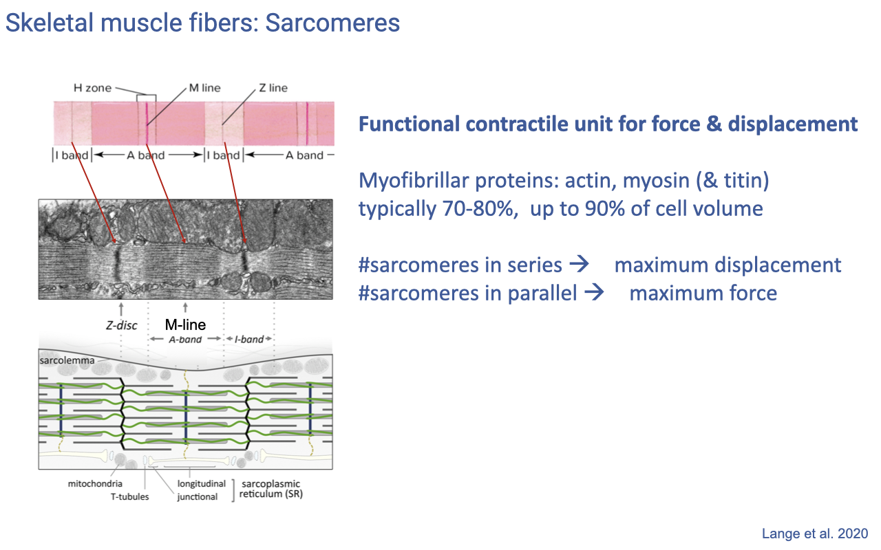 Slide titled "Skeletal muscle fibers: Sarcomeres" with a TEM image at top showing the characteristic banded (striated) appearance of the sarcomere with labeled H zone, M-line, A-band, I-band, and Z-disc. Below is a 3D schematic showing actin and myosin filaments in three-dimensional packing along with T-tubules, longitudinal SR, and terminal cisternae. Text on the right: functional contractile unit for force & displacement; myofibrillar proteins (actin, myosin & titin) typically 70–80%, up to 90% of cell volume; #sarcomeres in series → maximum displacement; #sarcomeres in parallel → maximum force.