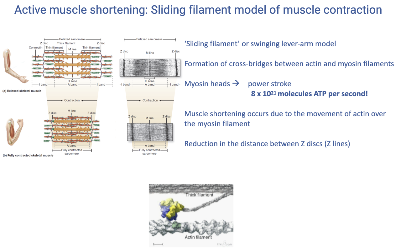 Slide titled "Active muscle shortening: Sliding filament model of muscle contraction" with two schematic panels showing a sarcomere in (a) the relaxed state with partial actin–myosin overlap and (b) the contracted state with maximum overlap and the actin filaments pulled toward the M-line so that the Z-discs are closer together. A second image shows the molecular structure of myosin heads. Text annotations: 'sliding filament' or swinging lever-arm model; formation of cross-bridges between actin and myosin filaments; myosin heads → power stroke; 8 × 10²¹ molecules of ATP per second; muscle shortening occurs due to the movement of actin over the myosin filament; reduction in the distance between Z-discs (Z-lines).