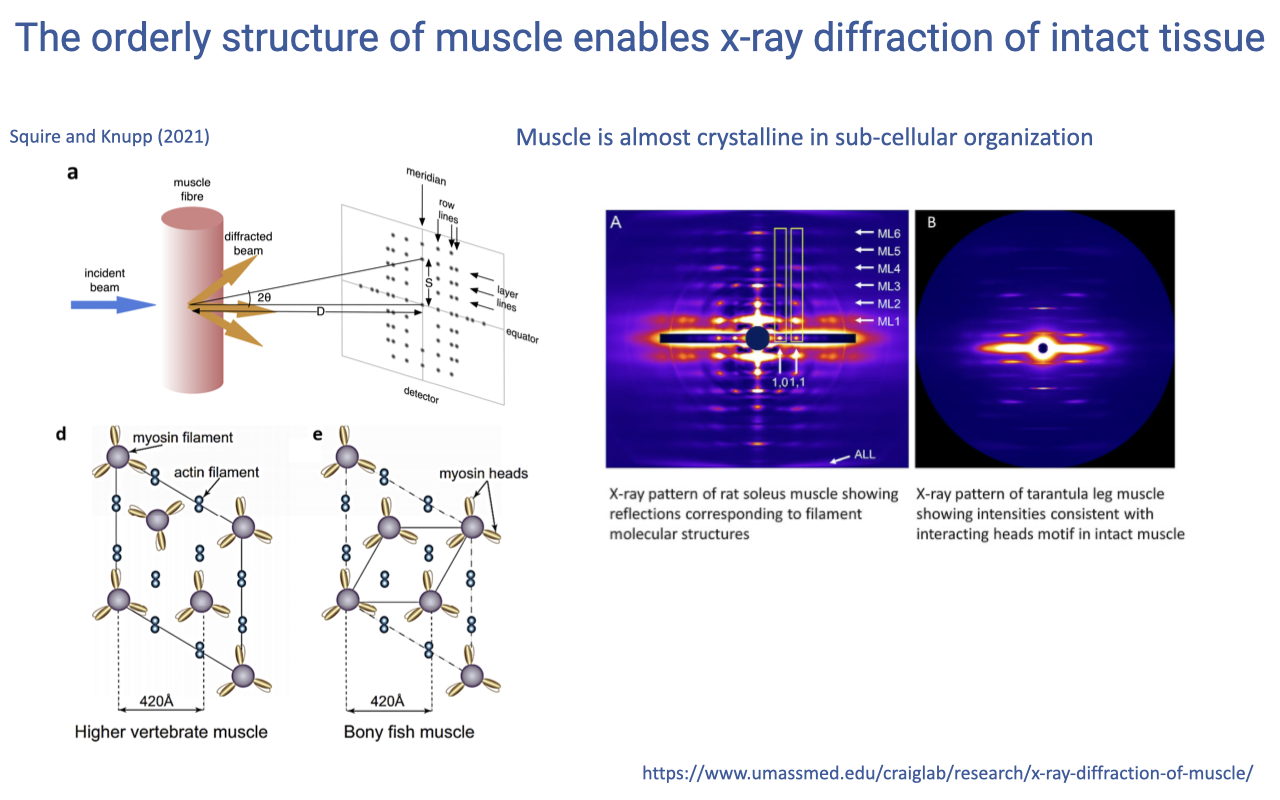 Slide titled "The orderly structure of muscle enables x-ray diffraction of intact tissue" with three panels. The leftmost panel (Squire and Knupp 2021) shows schematic models of the hexagonal lattice of myosin and actin filaments in higher vertebrate muscle vs. bony fish muscle. The middle panel shows an X-ray diffraction pattern of cobra muscle with intense reflections corresponding to filament molecular structures. The rightmost panel shows a similar pattern of barnacle leg muscle with even more intense reflections from the lattice motif in intact muscle. Text notes: muscle is almost crystalline in subcellular organization.