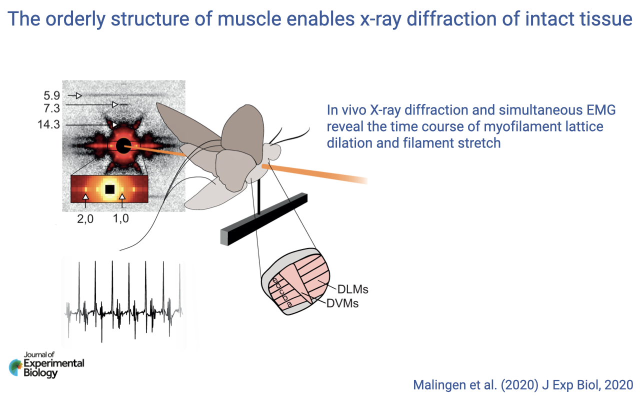 Slide titled "The orderly structure of muscle enables x-ray diffraction of intact tissue" showing a tethered hawkmoth in an apparatus that simultaneously delivers an X-ray beam through its flight muscles (DLMs and DVMs labeled) and records EMG (electromyography) traces (shown at lower left). The X-ray diffraction pattern at upper left has labeled spacings (5.9, 7.3, 14.3 nm; 2.0, 1.0). Caption: "In vivo X-ray diffraction and simultaneous EMG reveal the time course of myofilament lattice dilation and filament stretch." Citation: Malingen et al. 2020 J Exp Biol.