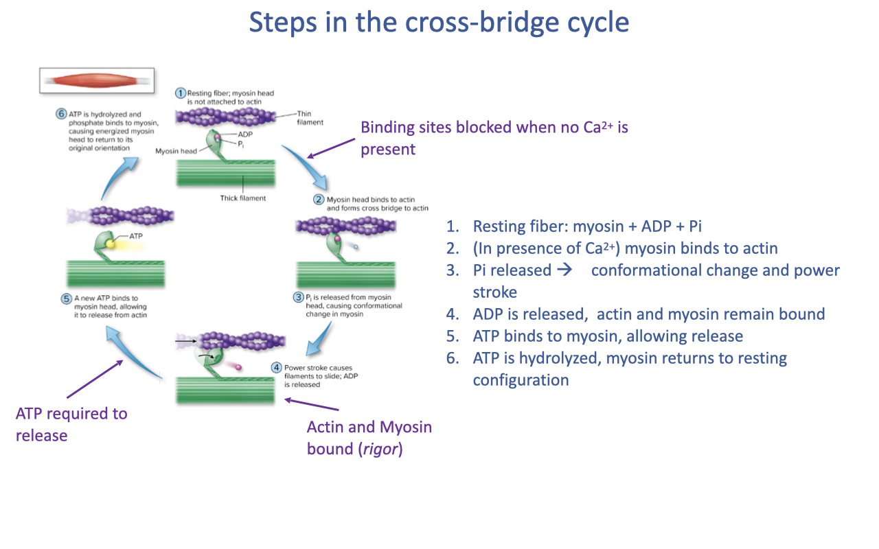 Slide titled "Steps in the cross-bridge cycle" with a circular diagram of the six classical steps: (1) resting fiber, myosin head not attached to actin (carrying ADP + Pi); (2) myosin head binds to actin and forms cross-bridge (Ca²⁺ exposes binding sites); (3) Pi released from myosin head, causing conformational change in myosin; (4) power stroke causes filaments to slide, ADP is released; (5) a new ATP binds to myosin, allowing it to release from actin; (6) ATP is hydrolyzed and phosphate binds to myosin, causing energized myosin head to return to its original orientation. Annotations note: binding sites blocked when no Ca²⁺ is present; ATP required to release; actin and myosin bound (rigor) when ATP absent.