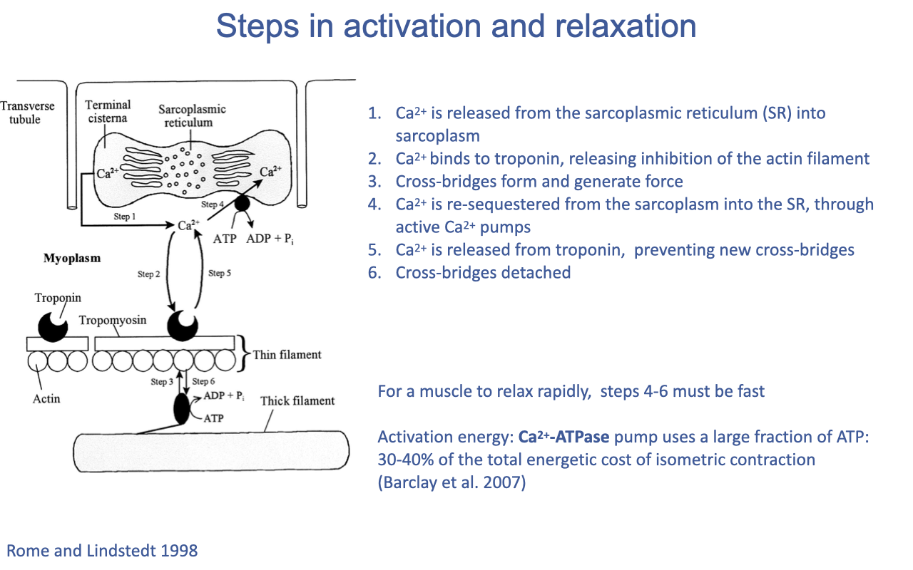 Slide titled "Steps in activation and relaxation" with a schematic showing the sarcoplasmic reticulum, T-tubule, terminal cisterna, action potential propagation, ATP-Ca²⁺-ATPase pump, troponin, tropomyosin, and the actin–myosin cross-bridge cycle. A numbered list on the right gives the activation/relaxation steps: (1) Ca²⁺ released from SR into sarcoplasm; (2) Ca²⁺ binds to troponin, releasing inhibition on the actin filament; (3) cross-bridges form and generate force; (4) Ca²⁺ is re-sequestered from sarcoplasm into SR through Ca²⁺-ATPase pumps; (5) Ca²⁺ released from troponin, preventing new cross-bridges; (6) cross-bridges deactivated. Annotations: for a muscle to relax rapidly, steps 4–6 must be fast; activation energy = Ca²⁺-ATPase pump uses a large fraction of ATP — 30–40% of the total energetic cost of isometric contraction (Barclay et al. 2007).