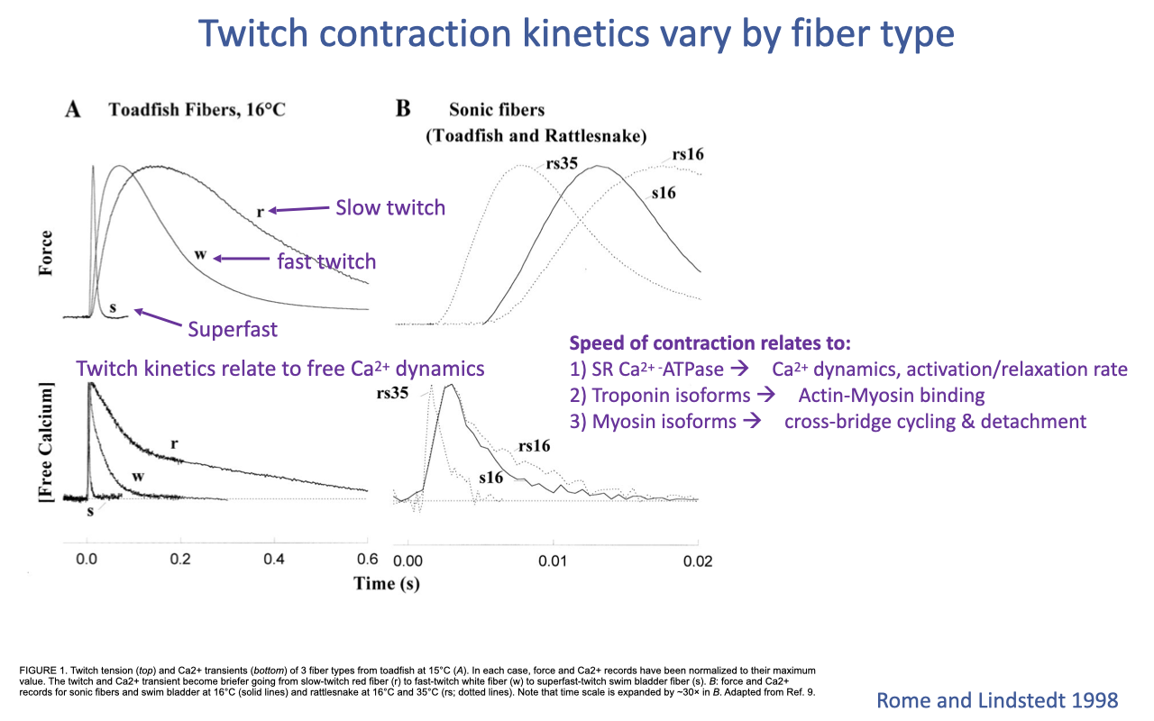 Slide titled "Twitch contraction kinetics vary by fiber type" with two pairs of plots from Rome and Lindstedt 1998. Panel A (left): toadfish red (r), white (w), and superfast (s) fibers at 16°C — top plot shows force vs. time, with red = slow twitch, white = fast twitch, superfast = much faster decay; bottom plot shows free [Ca²⁺] transients over time. Panel B (right): sonic fibers from toadfish (rs35) and rattlesnake (s16) at expanded time scale (~30× faster than panel A) — extremely rapid Ca²⁺ release and reuptake. Annotations: speed of contraction relates to (1) SR Ca²⁺-ATPase → Ca²⁺ dynamics, activation/relaxation rate; (2) troponin isoforms → actin–myosin binding; (3) myosin isoforms → cross-bridge cycling and detachment.