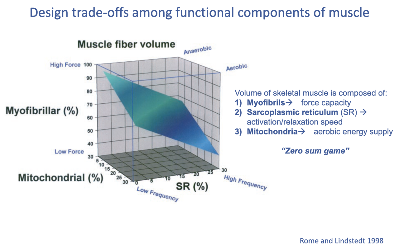 Slide titled "Design trade-offs among functional components of muscle" with a 3D surface plot from Rome and Lindstedt 1998. Axes: myofibrillar (%) on the vertical, mitochondrial (%) on the front-left, and SR (%) on the front-right. The blue–green surface shows the trade-off — high-force muscles sit at high myofibrillar %, low SR (low frequency) and low mitochondria (anaerobic); aerobic muscles are at lower myofibrillar % with high mitochondria; high-frequency muscles are at high SR %. Annotations: volume of skeletal muscle is composed of myofibrils → force capacity; sarcoplasmic reticulum (SR) → activation/relaxation speed; mitochondria → aerobic energy supply; "zero sum game".