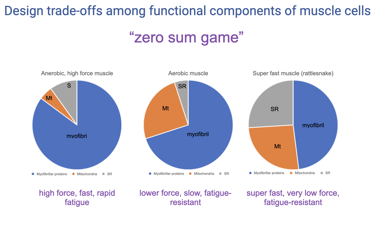 Slide titled "Design trade-offs among functional components of muscle cells — 'zero sum game'" with three pie charts showing volume fractions for myofibrillar proteins (blue), mitochondria (Mt, orange), and sarcoplasmic reticulum (SR, gray). Left: anaerobic, high-force muscle (~85% myofibrils, ~5% Mt, ~10% SR) — labeled "high force, fast, rapid fatigue." Middle: aerobic muscle (~70% myofibrils, ~25% Mt, ~5% SR) — labeled "lower force, slow, fatigue-resistant." Right: super fast muscle (rattlesnake, ~50% myofibrils, ~20% Mt, ~30% SR) — labeled "super fast, very low force, fatigue-resistant."
