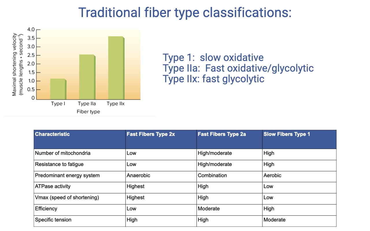 Slide titled "Traditional fiber type classifications" with a bar chart at top left showing maximal shortening velocity (muscle lengths per second) for type I (~1.0), type IIa (~2.5), and type IIx (~3.5) fibers. Text labels: Type 1 = slow oxidative; Type IIa = fast oxidative/glycolytic; Type IIx = fast glycolytic. Below is a comparison table of characteristics for fast fibers type 2x, fast fibers type 2a, and slow fibers type 1, listing number of mitochondria, resistance to fatigue, predominant energy system, ATPase activity, Vmax (speed of shortening), efficiency, and specific tension.