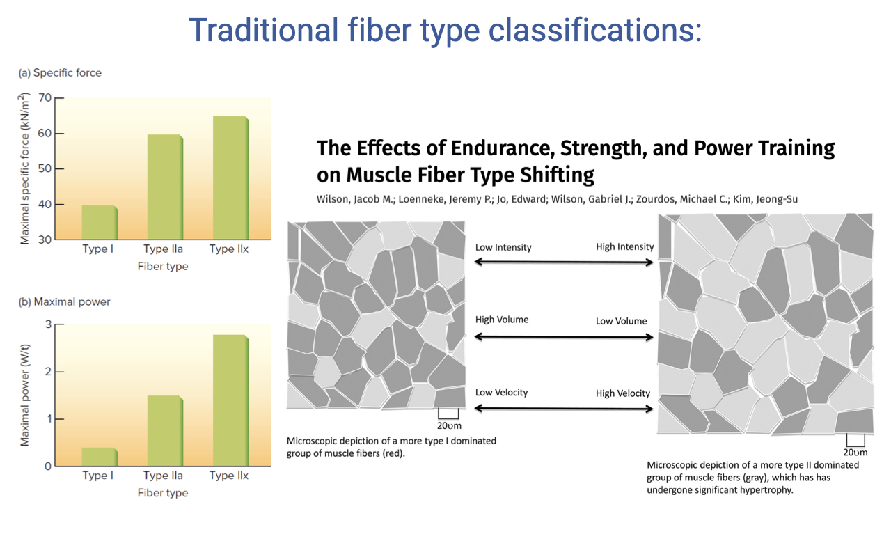 Slide titled "Traditional fiber type classifications" with two small bar plots on the left showing specific force (a) and maximal power (b) for type I, IIa, and IIx fibers — type 2 fibers have higher specific force and higher maximum power. On the right, a figure from a paper titled "The Effects of Endurance, Strength, and Power Training on Muscle Fiber Type Shifting" by Wilson et al. shows two micrographs of muscle cross-sections labeled with low velocity / high velocity and low force / high force quadrants, illustrating that fiber type distribution shifts with training direction.