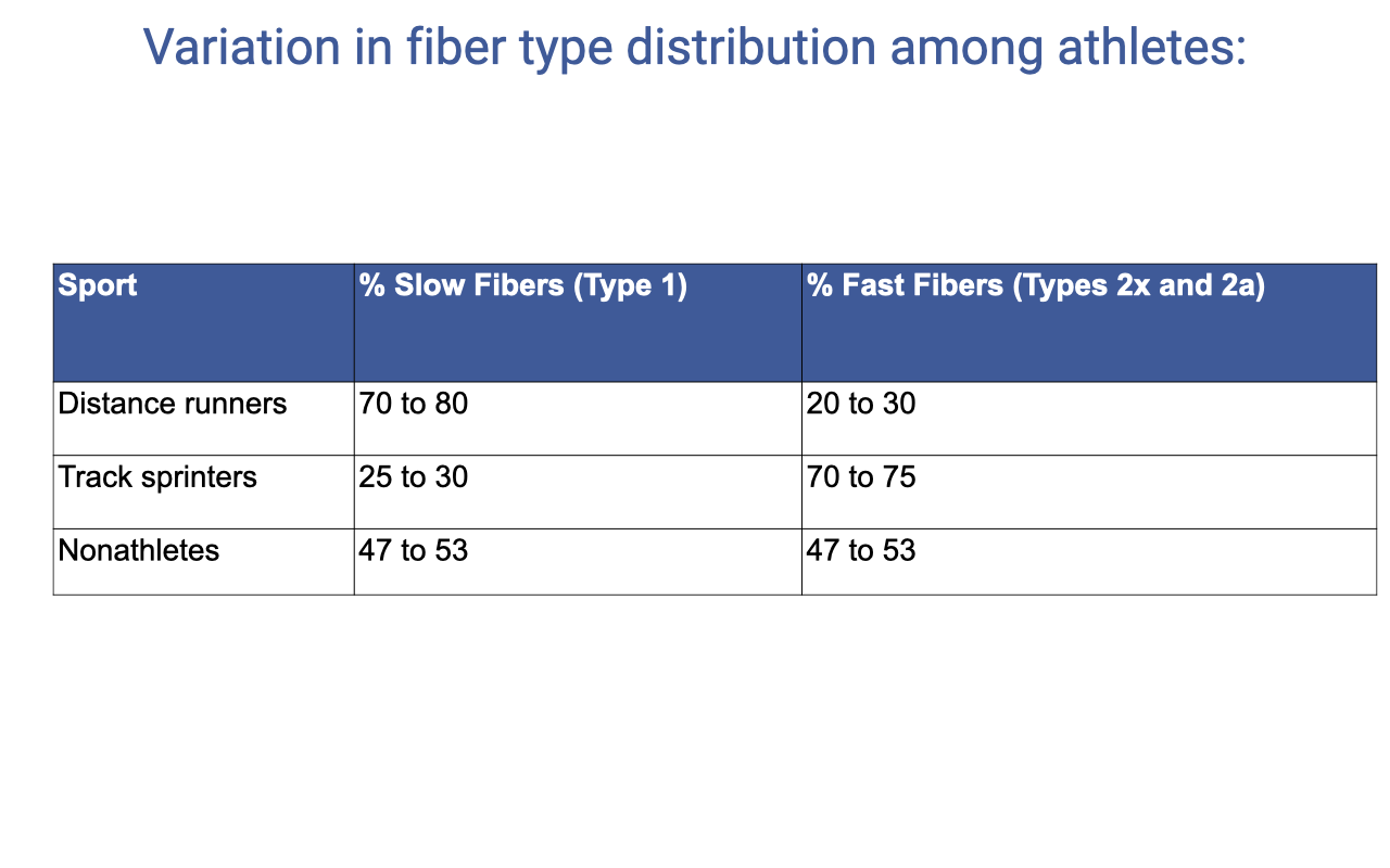 Slide titled "Variation in fiber type distribution among athletes" with a table comparing % slow fibers (Type 1) and % fast fibers (Types 2x and 2a) across three groups: distance runners (70–80% slow, 20–30% fast); track sprinters (25–30% slow, 70–75% fast); nonathletes (47–53% slow, 47–53% fast).