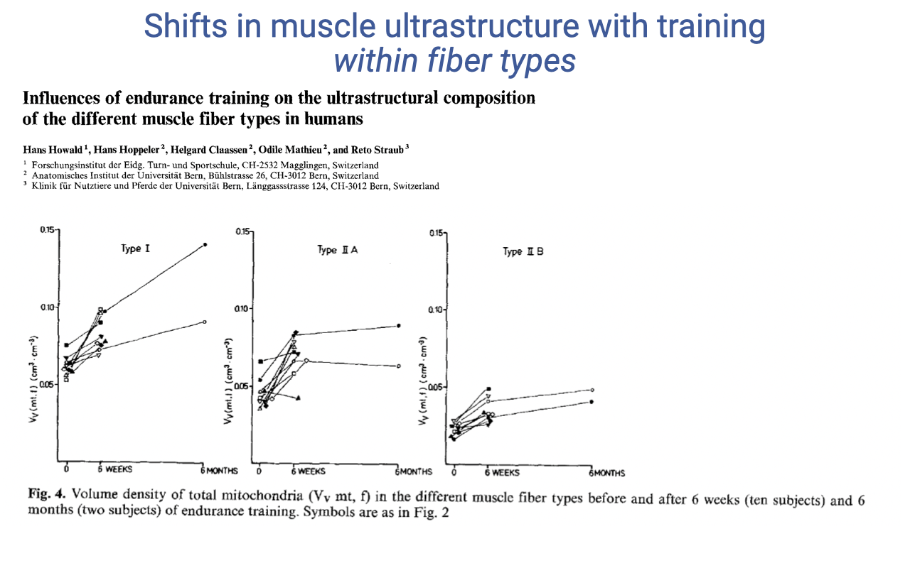 Slide titled "Shifts in muscle ultrastructure with training within fiber types" showing a figure (Hoppeler et al.) titled "Influences of endurance training on the ultrastructural composition of the different muscle fiber types in humans." Three plots show volume density of total mitochondria (V<sub>v</sub>(mt,f)) before and after 6 weeks and 6 months of endurance training, separately for type I, type IIA, and type IIB fibers. All three fiber types show increases in mitochondrial volume density with training. Type I fibers continue to increase through 6 months; type IIB plateaus after 6 weeks.